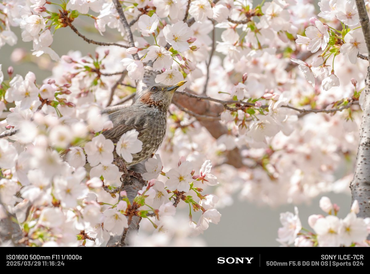 JO4FIY　トヨエースを乗用車にしてる人 tweet media