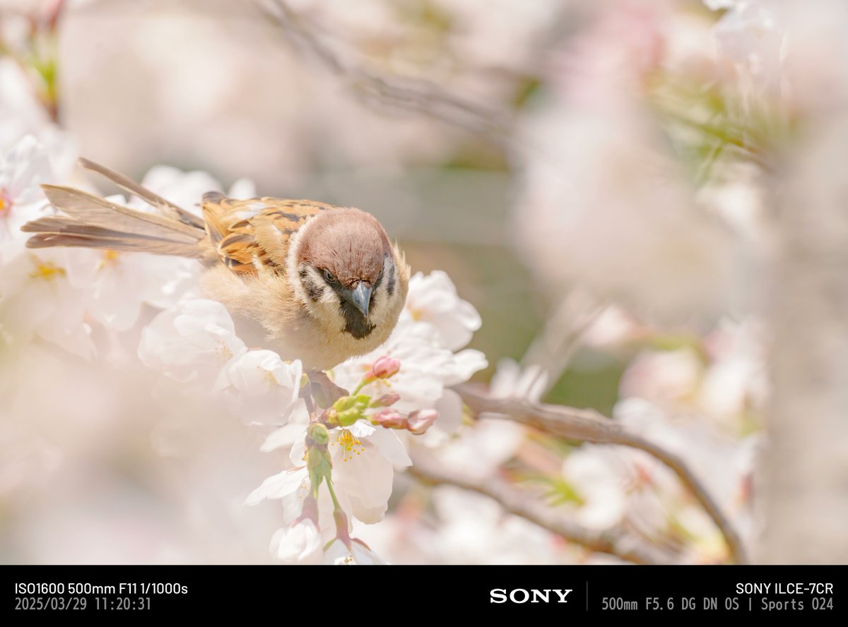 JO4FIY　トヨエースを乗用車にしてる人 tweet media