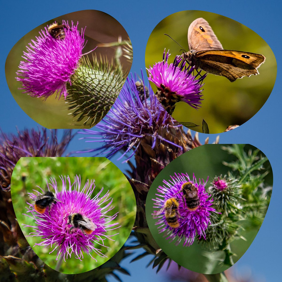 EireenVL's tweet photo. @wbos54 😁 #ElkeDagEenBloem #distel vandaag!
Ik wens jullie een mooie woensdag! https://t.co/uI2ySOBCcq