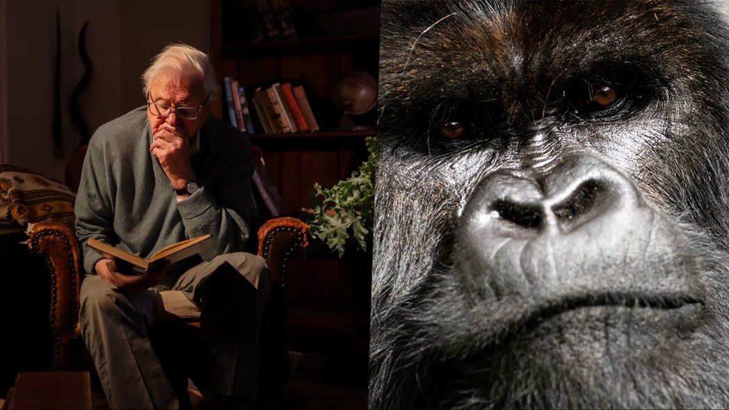 RWANDA

David Attenborough Returns to Rwanda After 48 Years — His Netflix Gorilla Documentary Is the Most Emotional Wildlife Film of 2026

Nearly five decades ago, a young David Attenborough knelt beside a baby mountain gorilla named Pablo in the forests of Rwanda. On April 17,