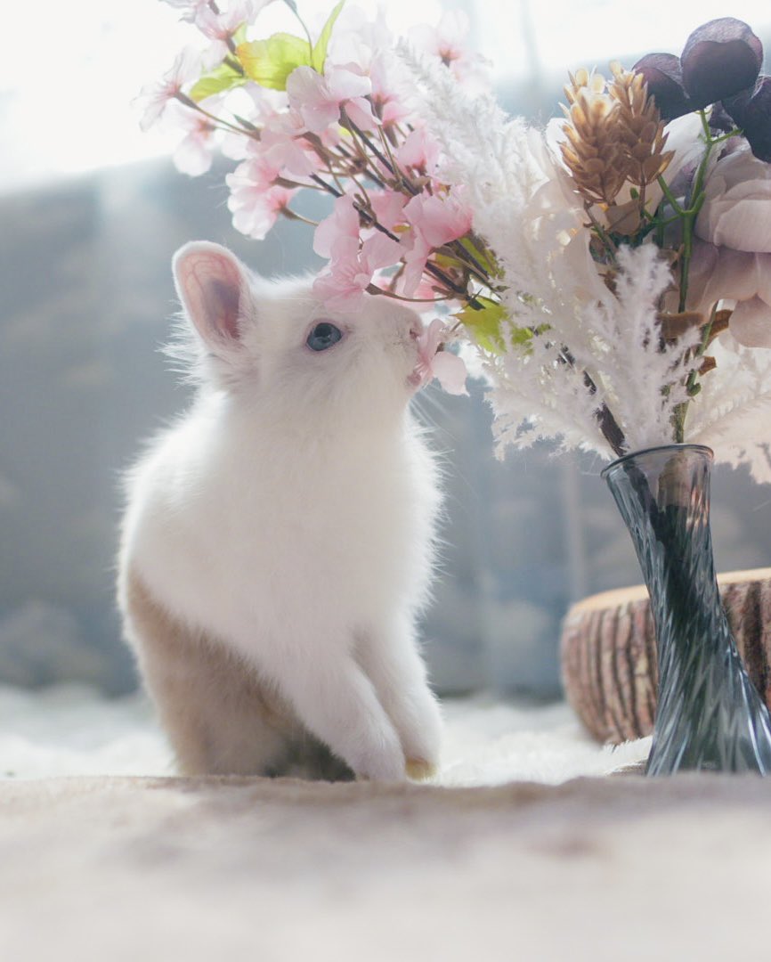 うさぎのぷにゃ tweet media