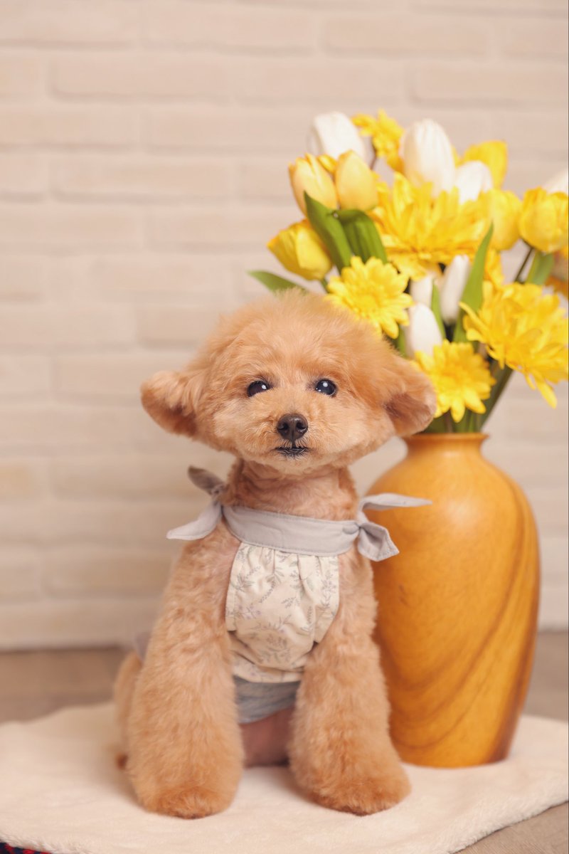 またカヨかよー tweet media