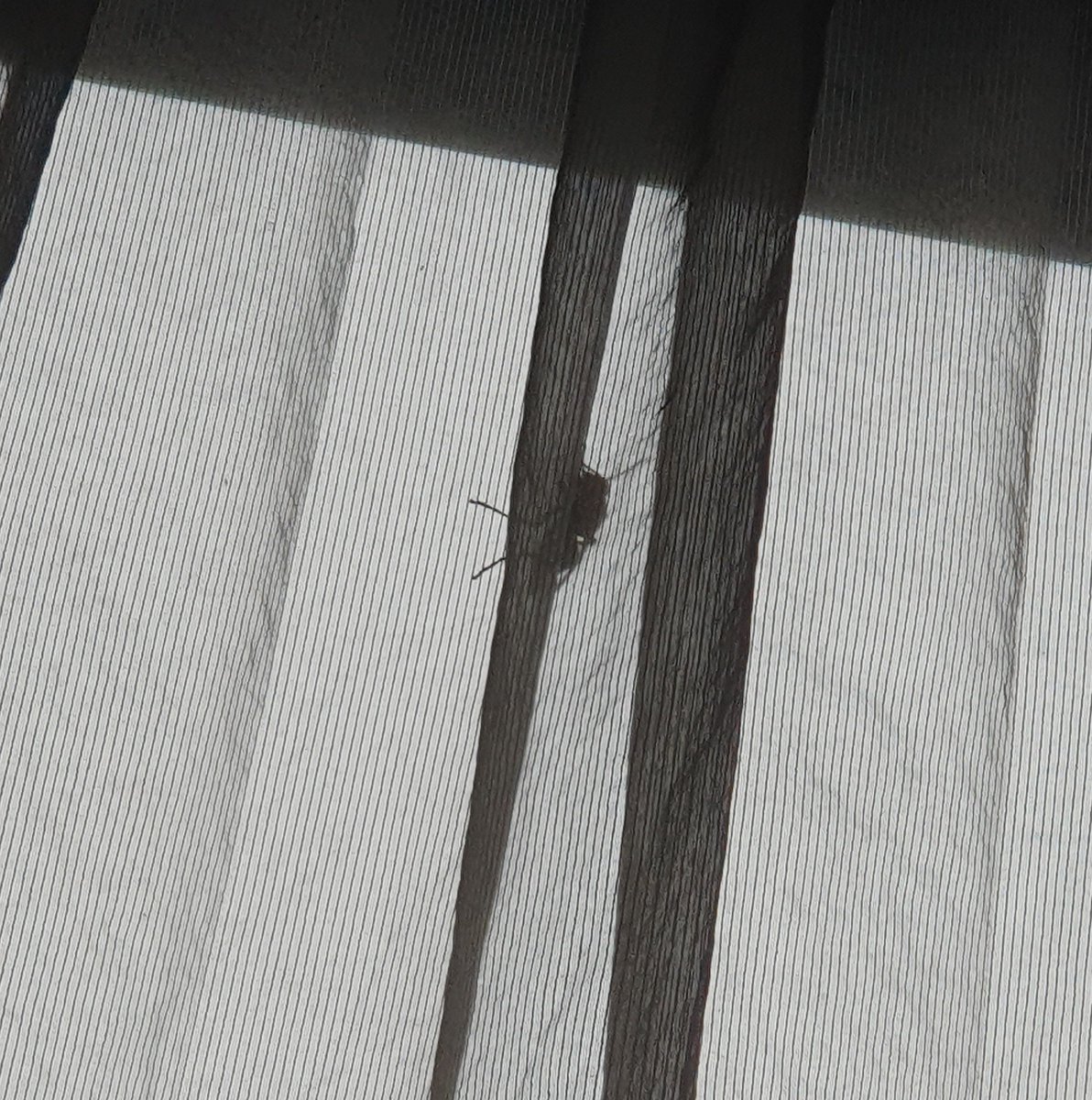 安妲．菈帝絲_Anda_惡魔大姊姊 tweet media