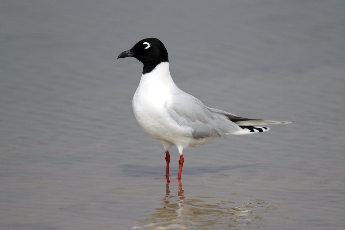 Wader-World 🌍 tweet media