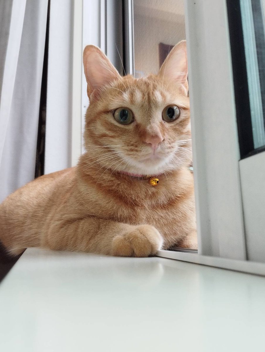 ぽにょ tweet media