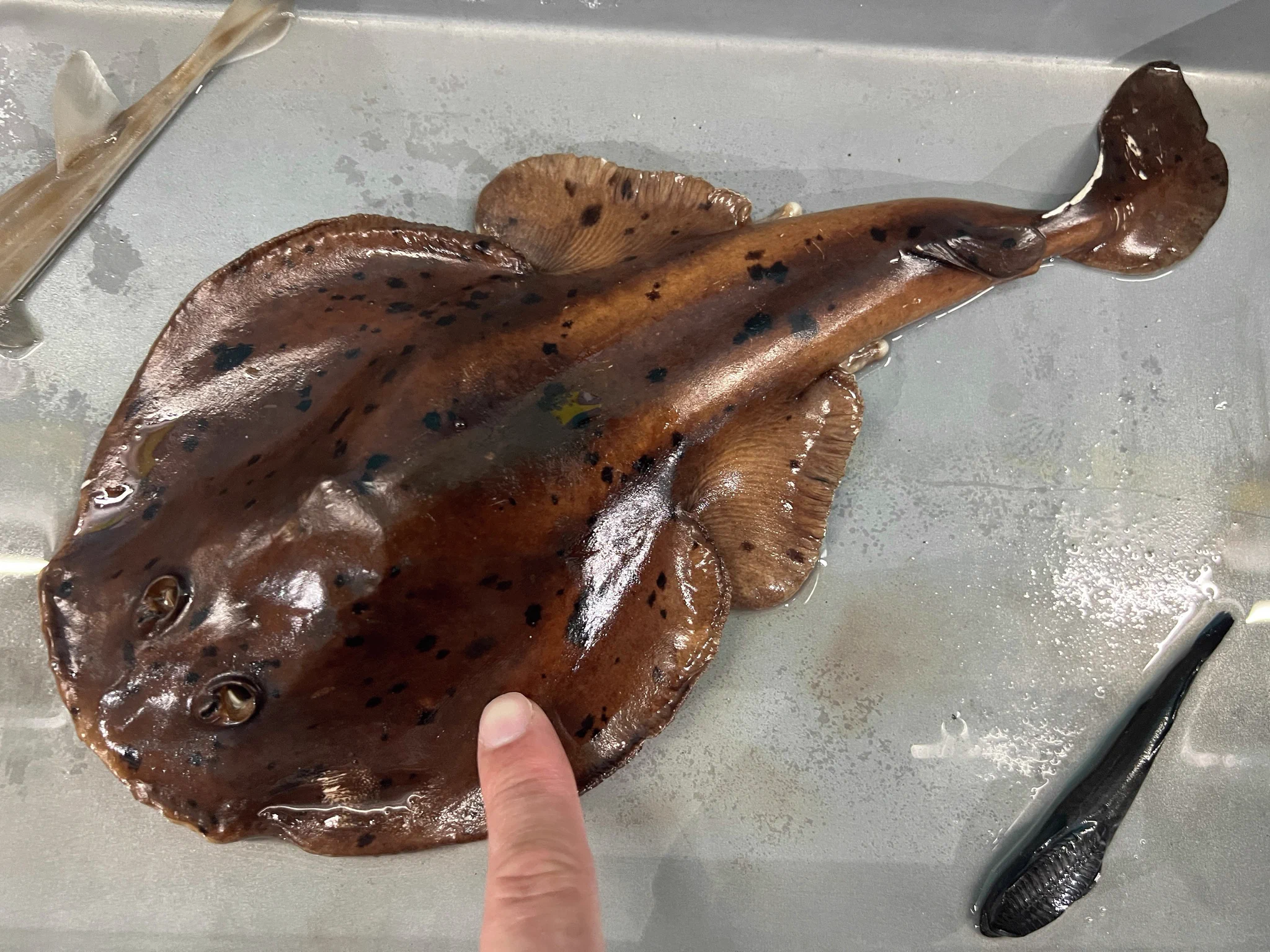 深海魚標本シビレエイ 横浜・八景島シーパラダイス公式 on X: 