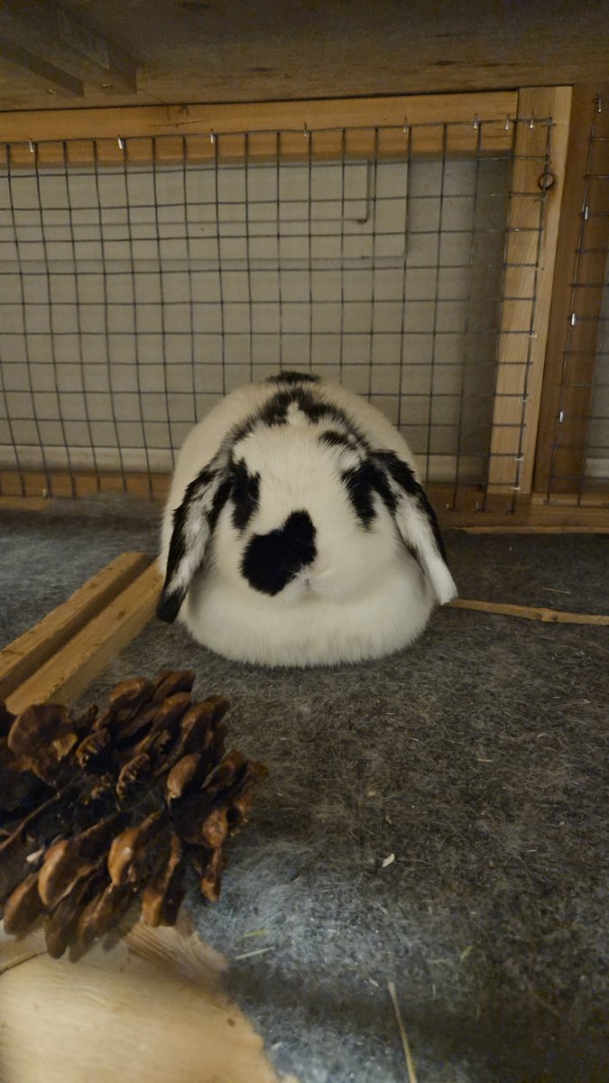 Daily bun no. 710.  Just loafin'. 🐇