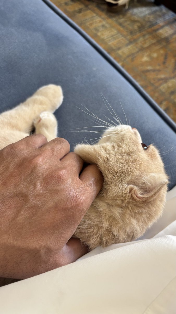 عبدالعزيز tweet media