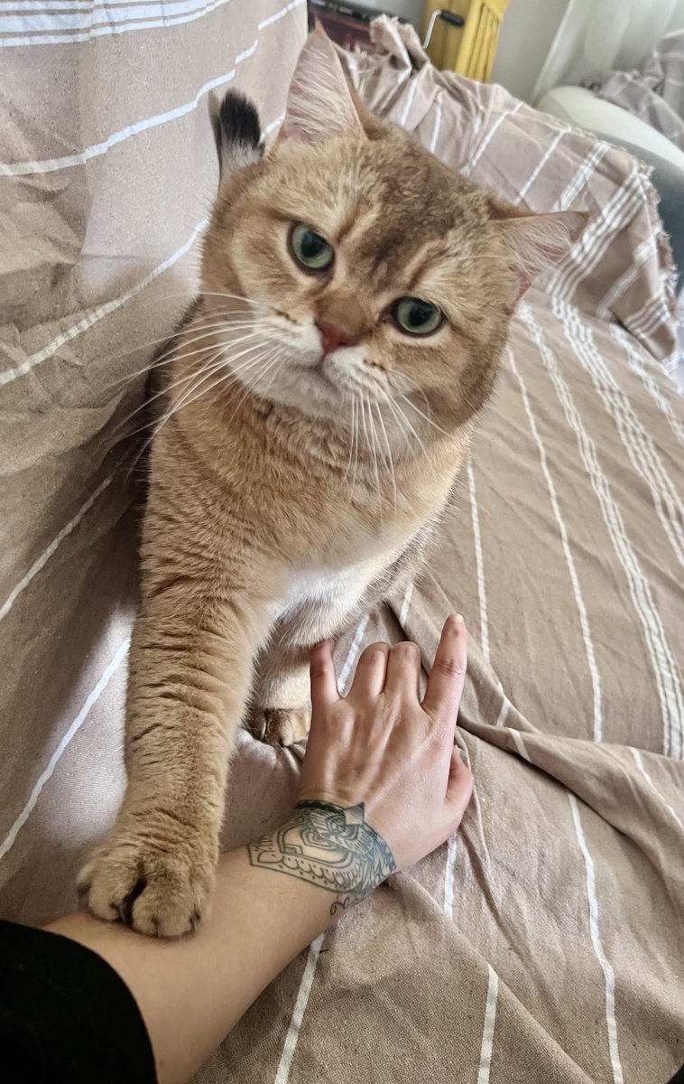 Ceren Işık tweet media