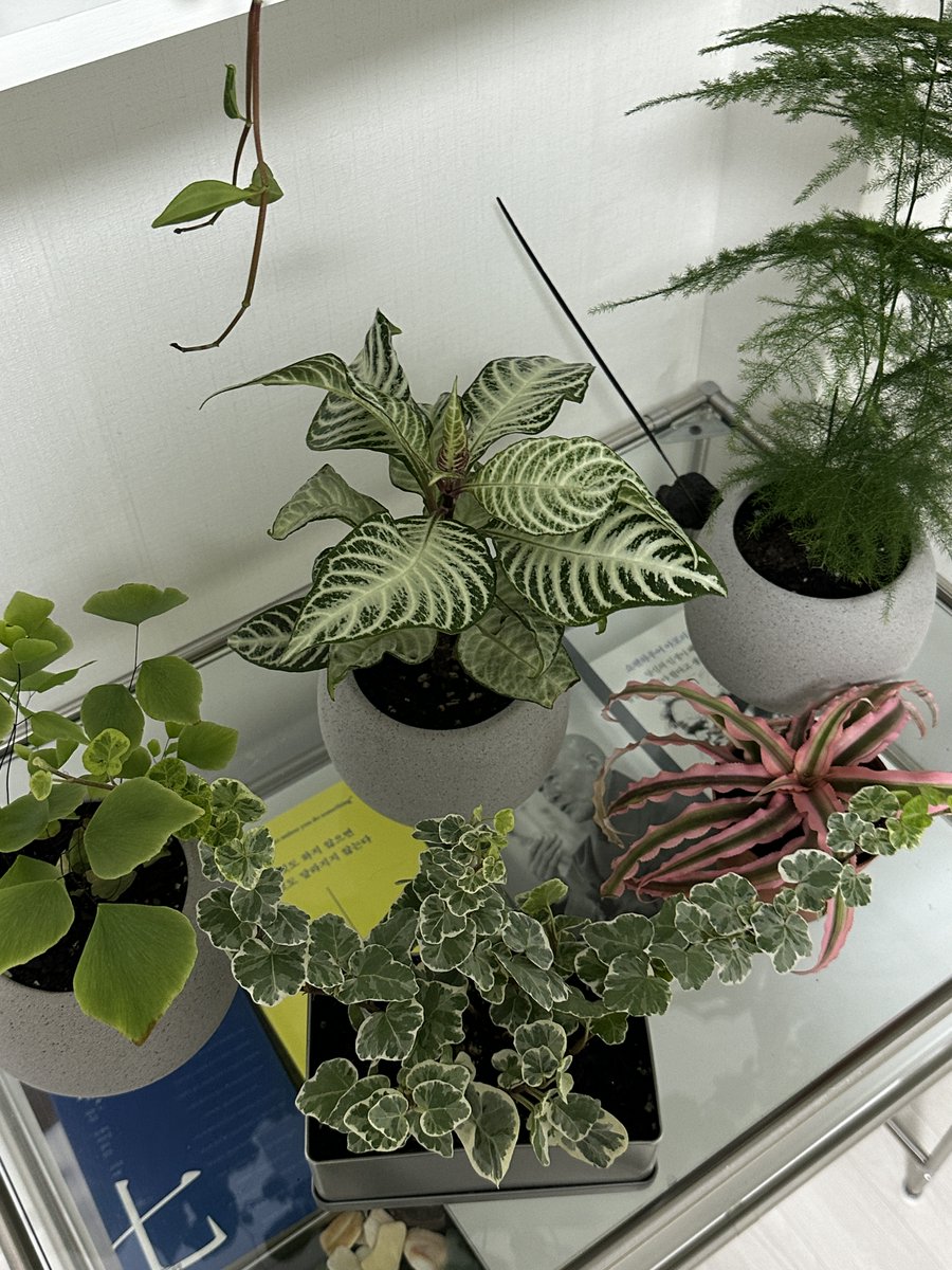 Teabless ティーブレス Japan 【公式】 tweet media