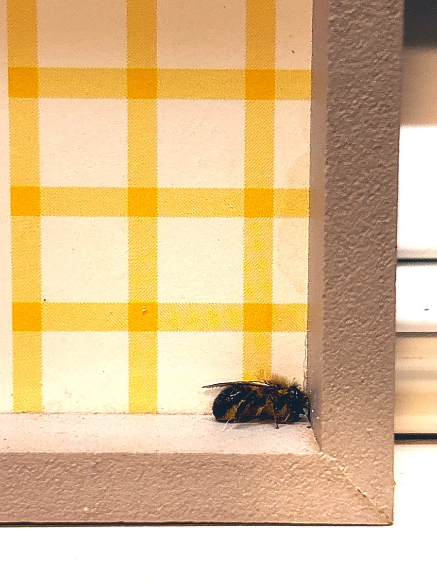 𝐝𝐮𝐬𝐭𝐲 tweet media