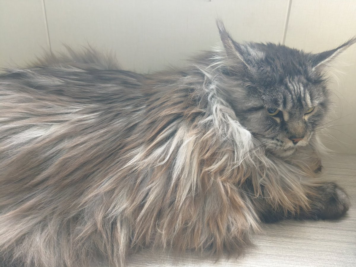 怎么了?人你没看见过20斤的小咪咪吗？
没