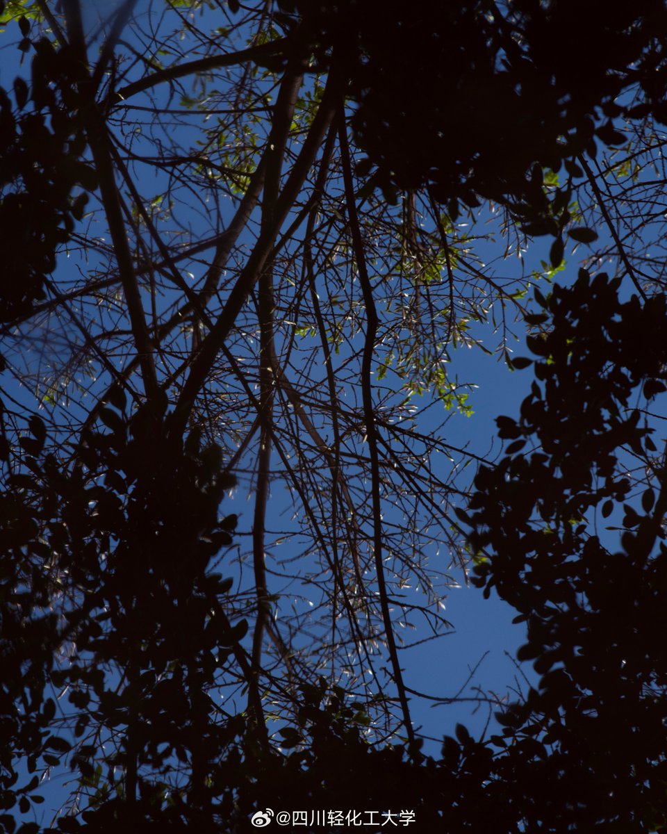 ivana turcakova tweet media