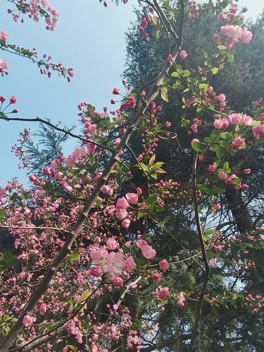 满园春色关不住