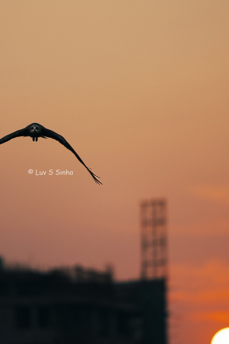 Luv S Sinha tweet media