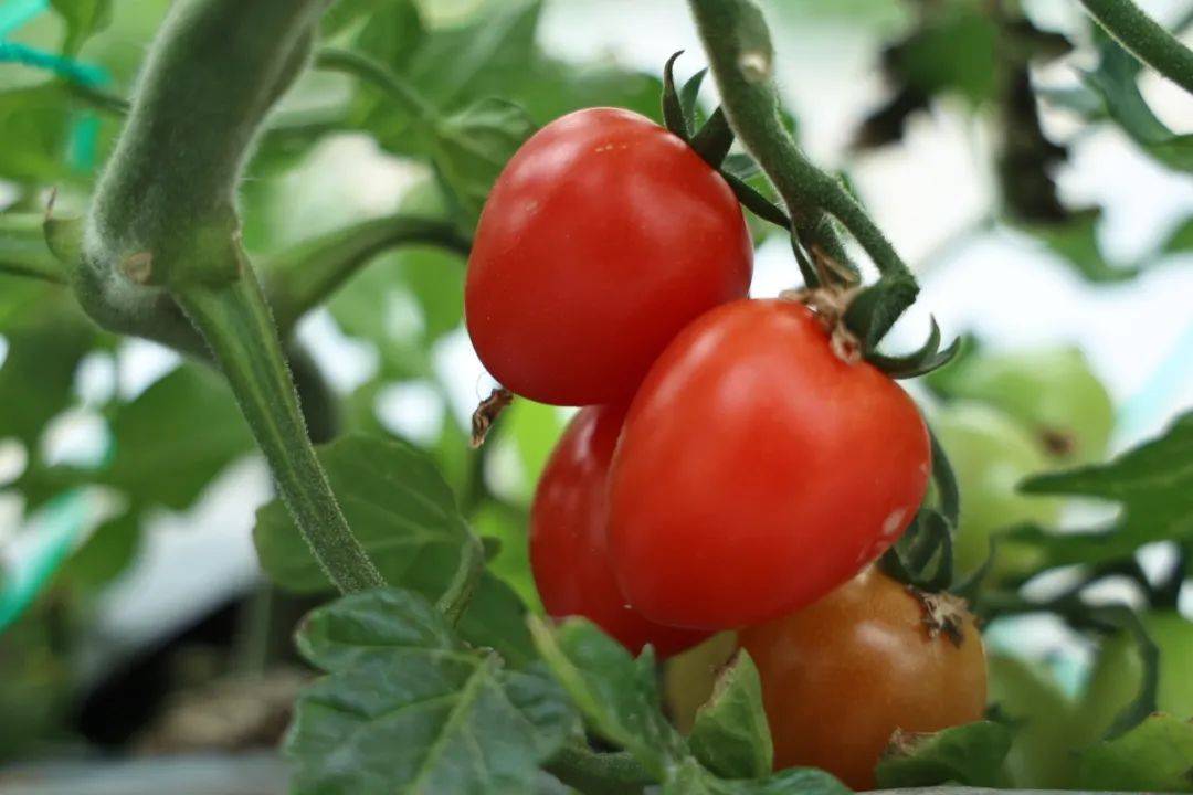 Patrick Brown tweet media