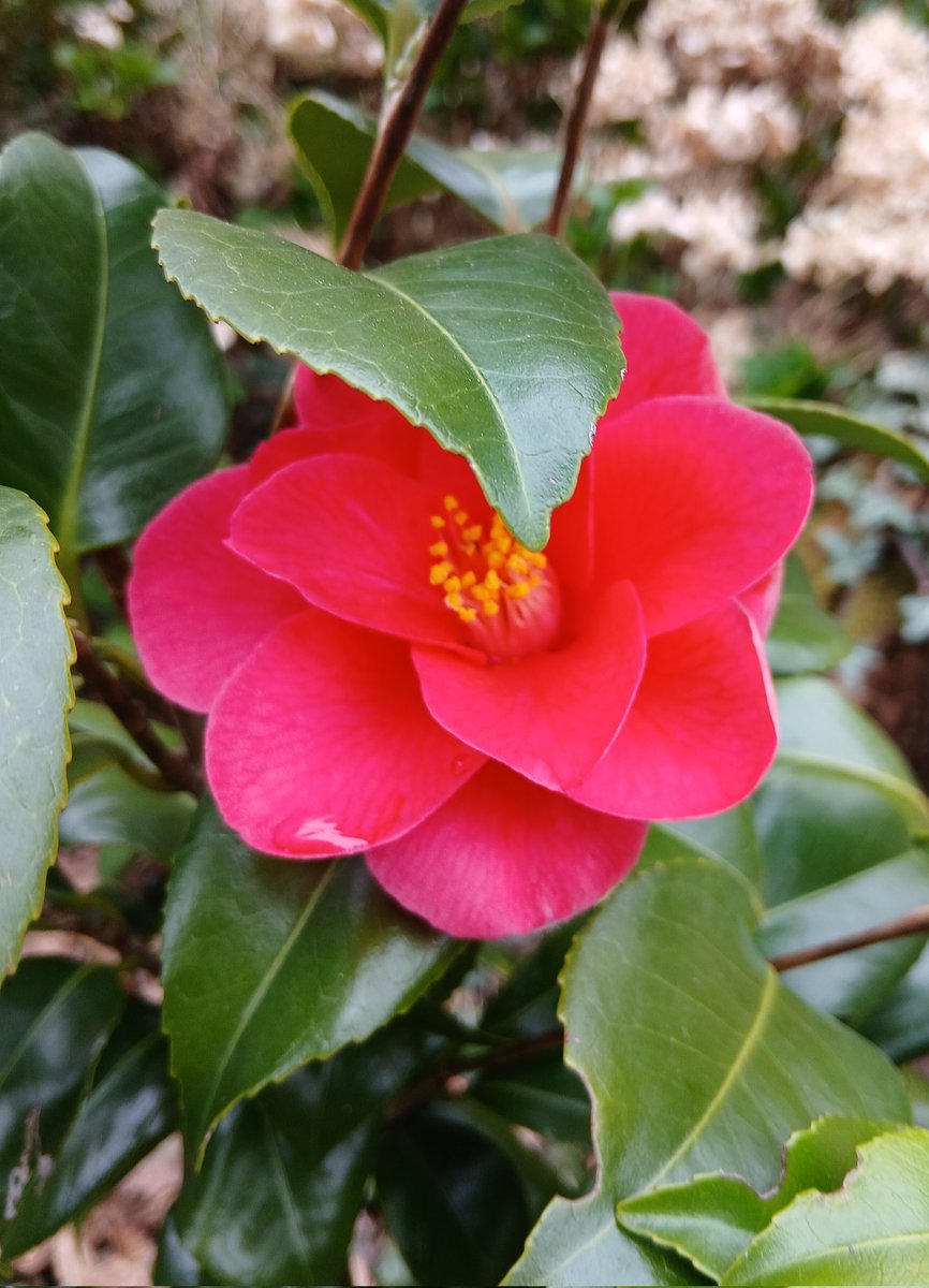 Evelyn May 💙👑🌹📚🌱🌸🌳🇬🇧🐦 tweet media