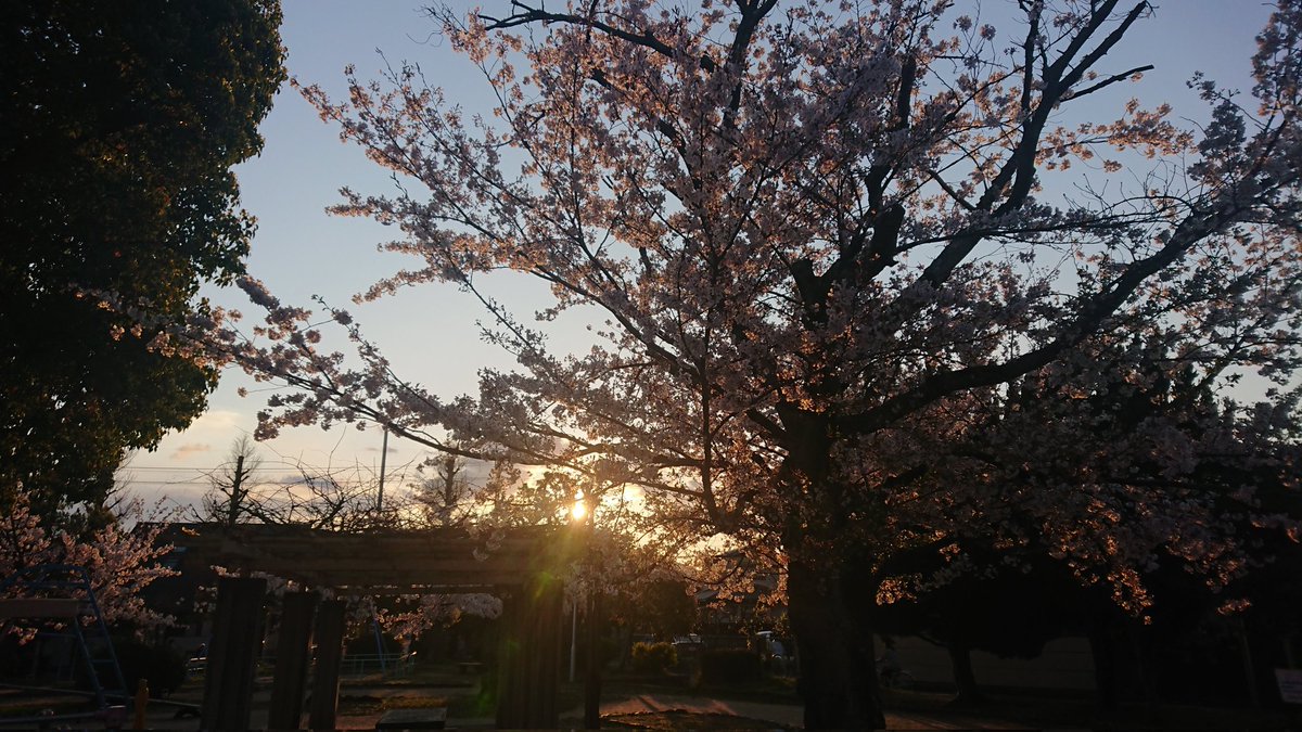 Powerst72025805's tweet photo. @yumeko_CC 個人的なお勧めは"桜ノ宮"です
もはや名前の通り🌸
桜ノ宮駅〜大阪城北詰駅まで、川沿い
ほぼ公園内で、遊歩道を少しゆっくり歩いて40分
川向こうが夕焼けになるので夕方も🌄 https://t.co/FeGOCBKUX6