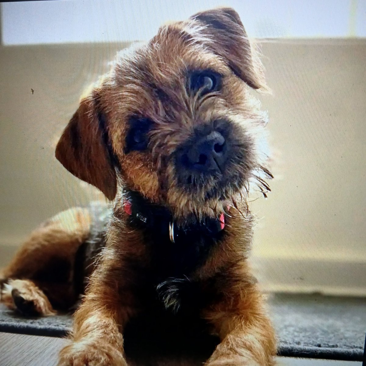 Patsy DS tweet media