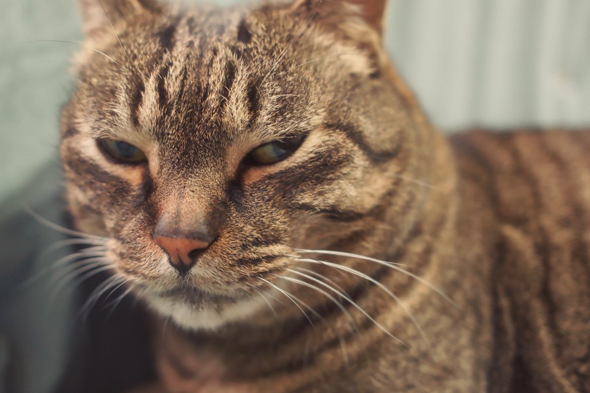 天野月 tweet media