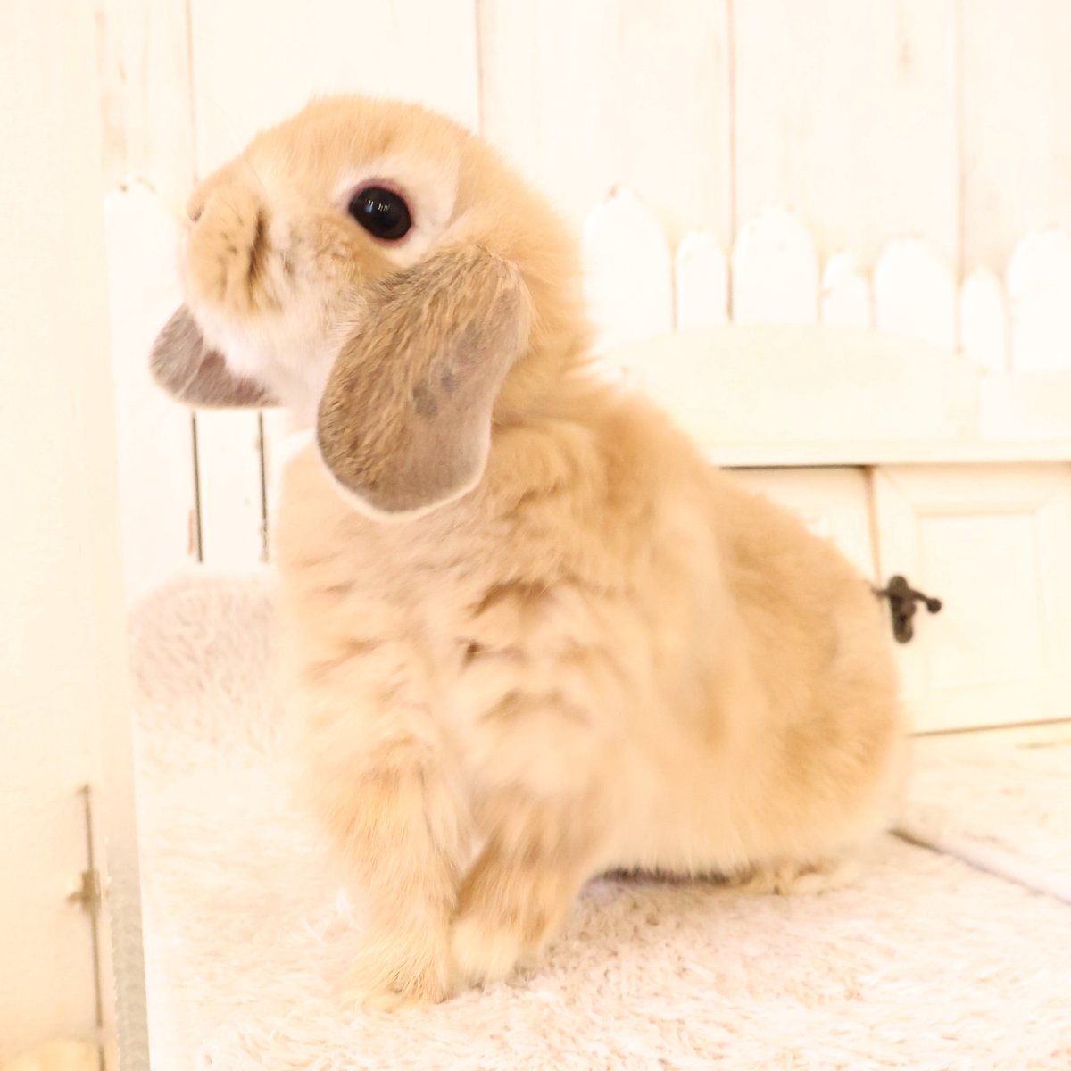 うさぎ専門店ラビットリンク tweet media