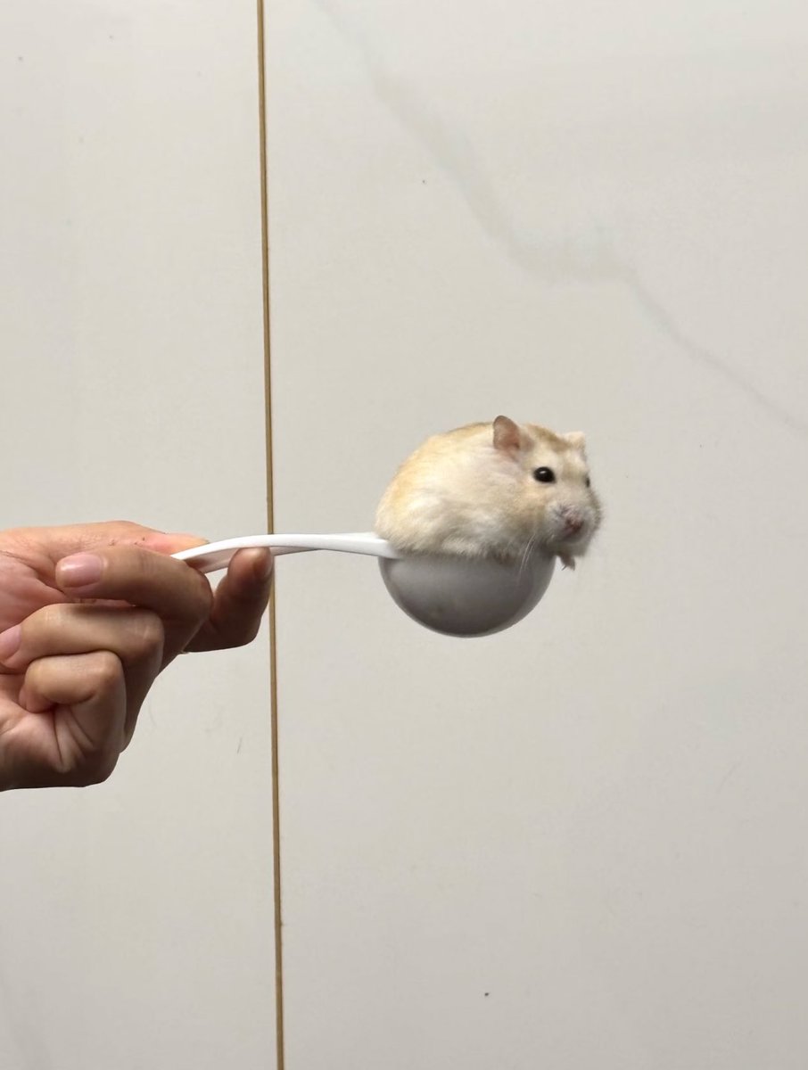 ハムスター大さじ一杯