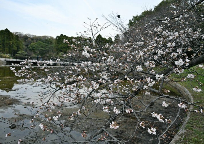 一寸帽子 tweet media