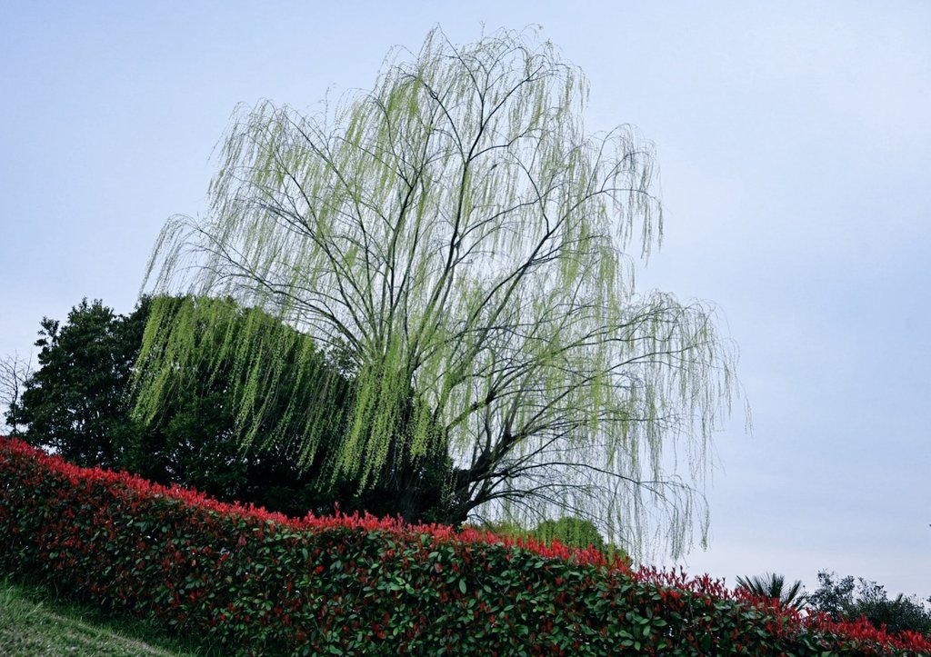 一寸帽子 tweet media