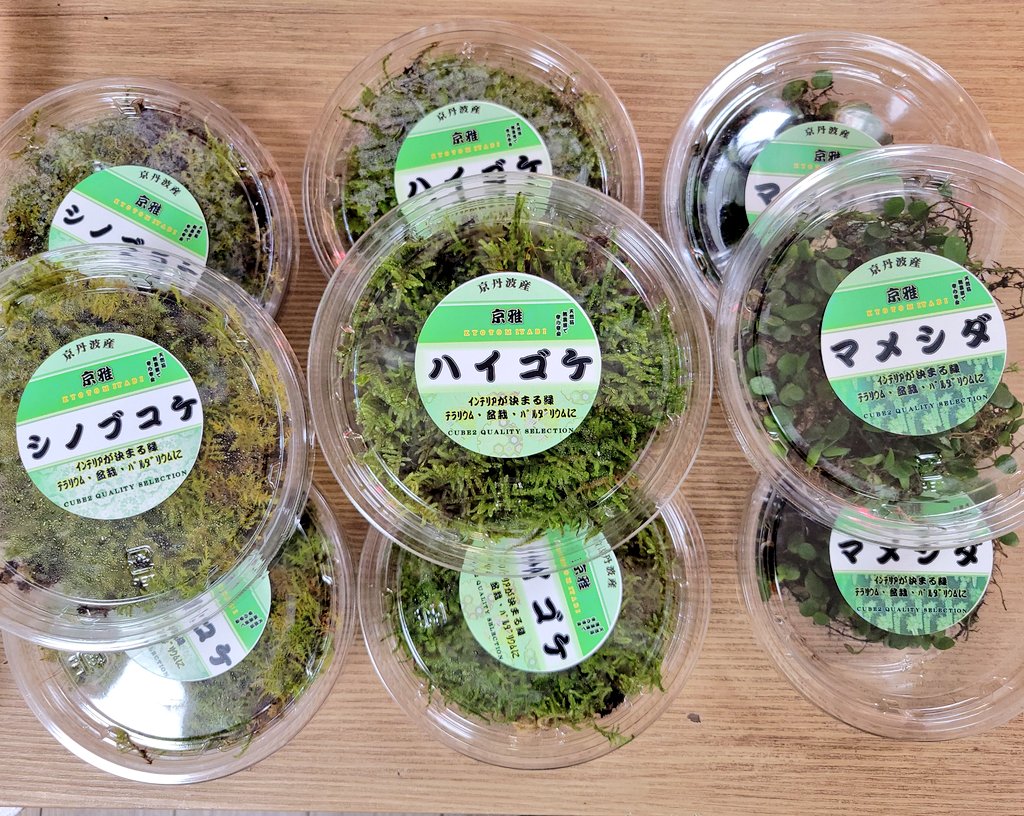 REPBUDDY入荷在庫案内 tweet media