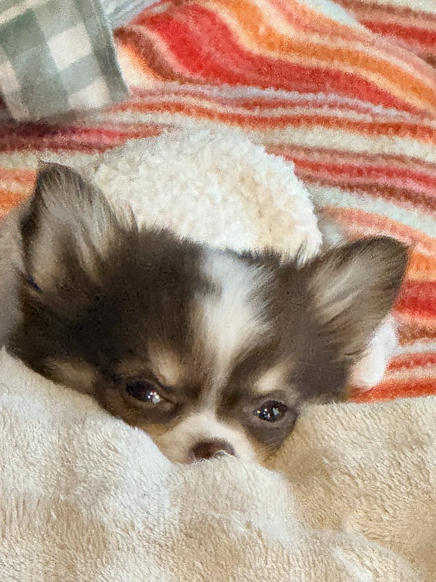CinnamonWaffuru's tweet photo. すっかり我が家に馴染んでます。
 #へそ天
 #犬のいる暮らし
 #チワワ https://t.co/7dzkfGFlMA