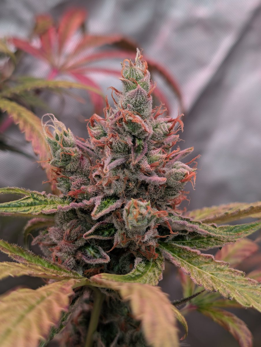 𝐆𝐚𝐫𝐝𝐞𝐧 𝐊𝐢𝐧𝐠𝐬 tweet media