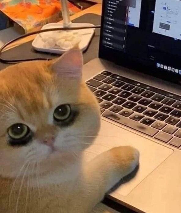 Mephi🍎✨ tweet media