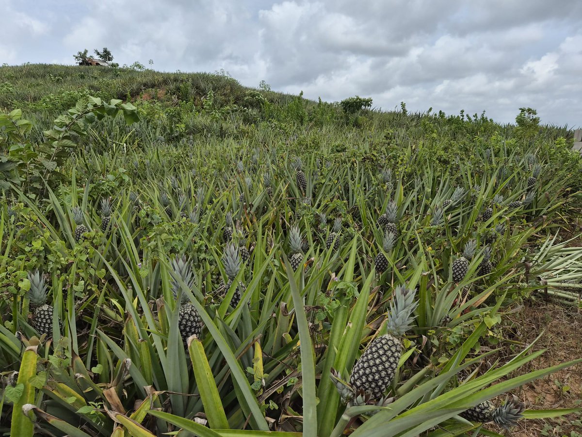 fanteman's tweet photo. Hello, I’m Joseph Fosu (@fanteman) – a proud smallholder farmer in Cape Coast, Central Region, Ghana.

I grow pineapples, tomatoes and other crops on my farm while learning every day about better yields, post-harvest handling and turning farming into real agribusiness. https://t.co/BON1D19Mih