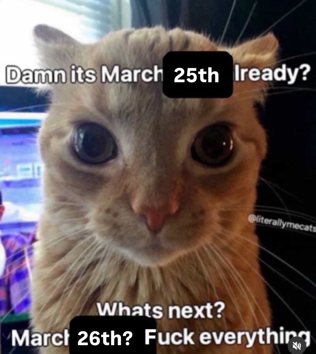 LiterallyMeCats tweet media