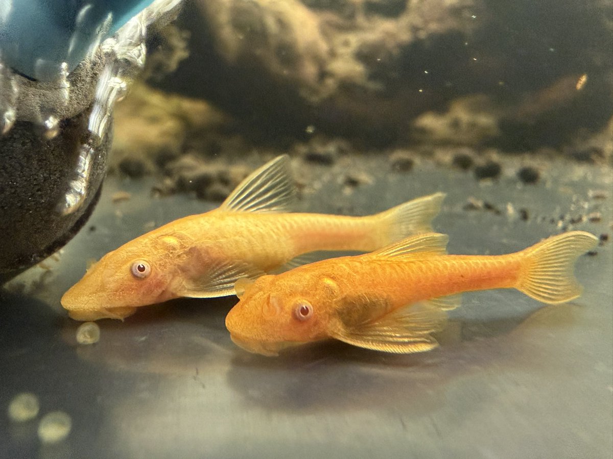 いい並びですね