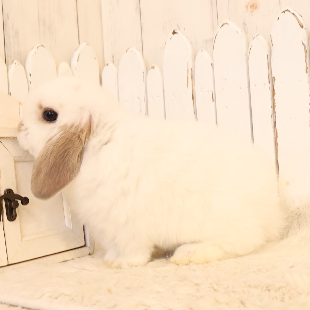 うさぎ専門店ラビットリンク tweet media