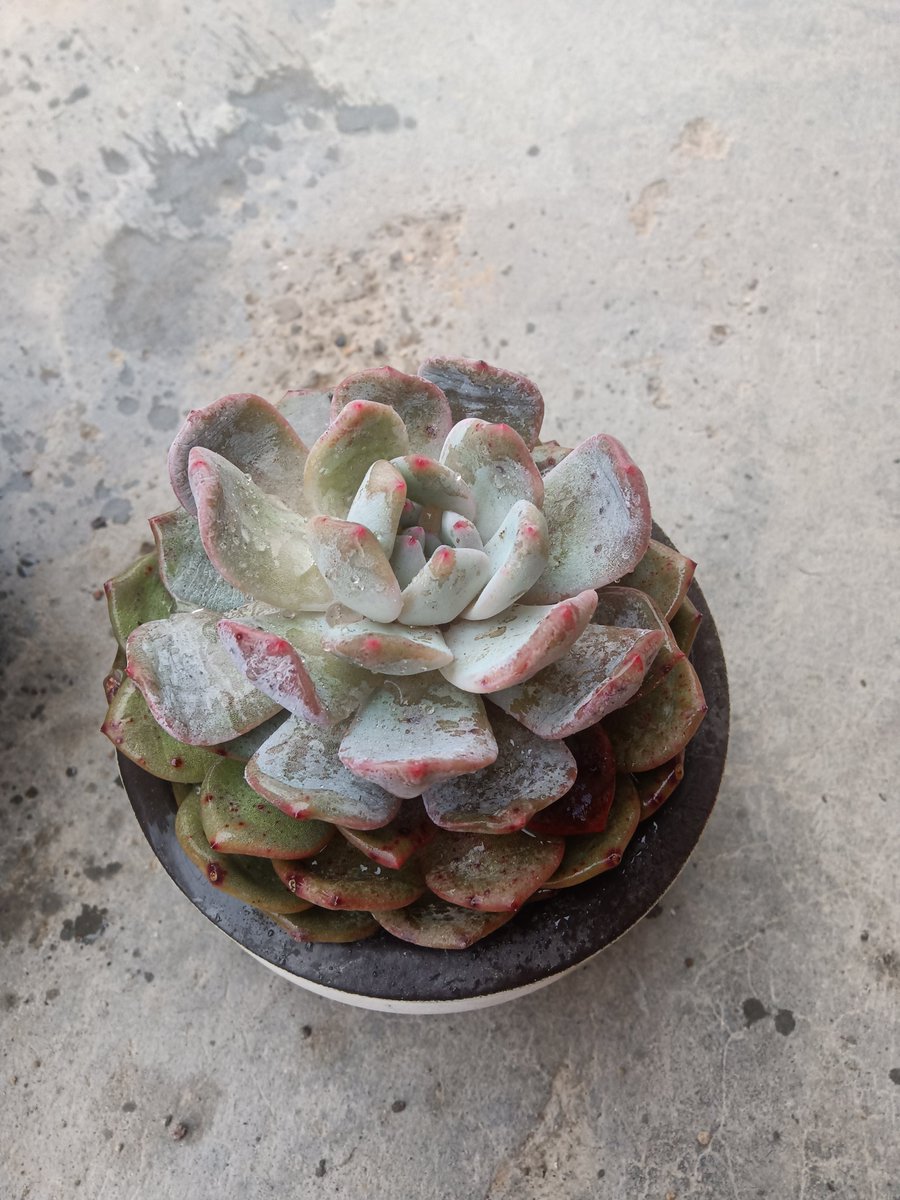 Simo Med tweet media