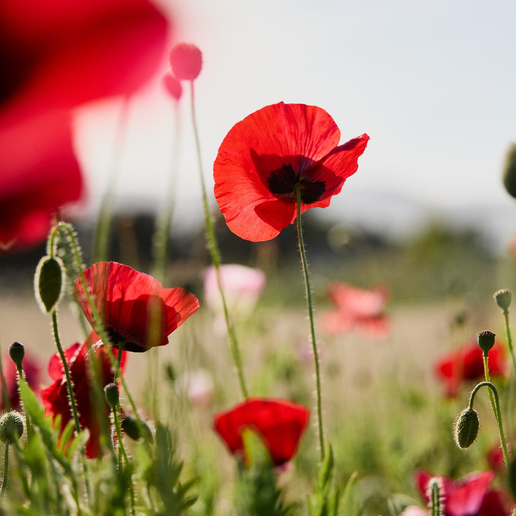 a Frou-Frou Fox in Midsummer Fires tweet media