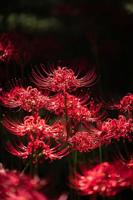 a Frou-Frou Fox in Midsummer Fires tweet media