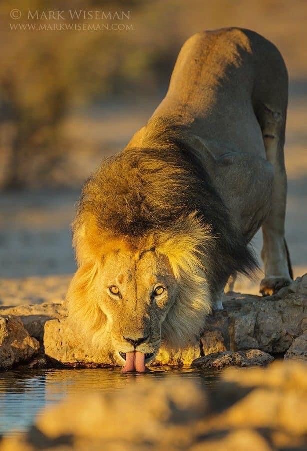 ANIMAL KINGDOM tweet media