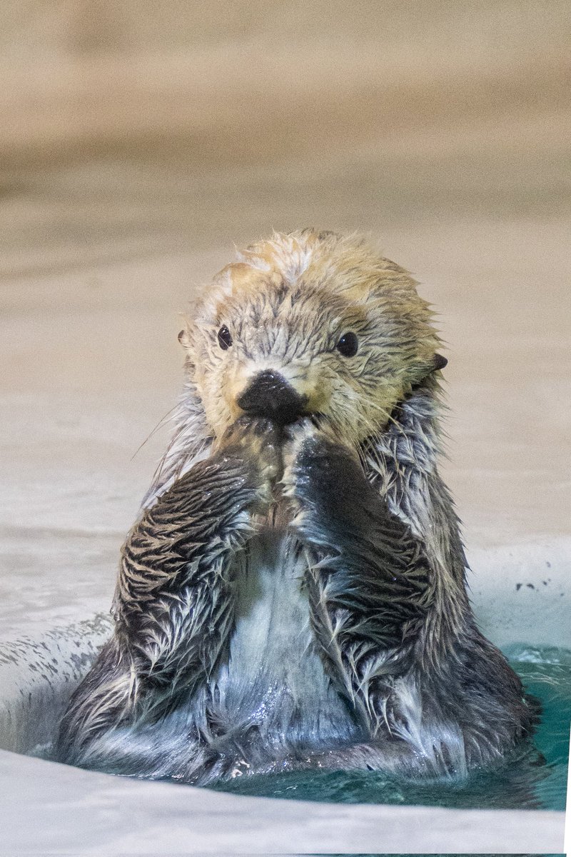 スコンブ3rd tweet media