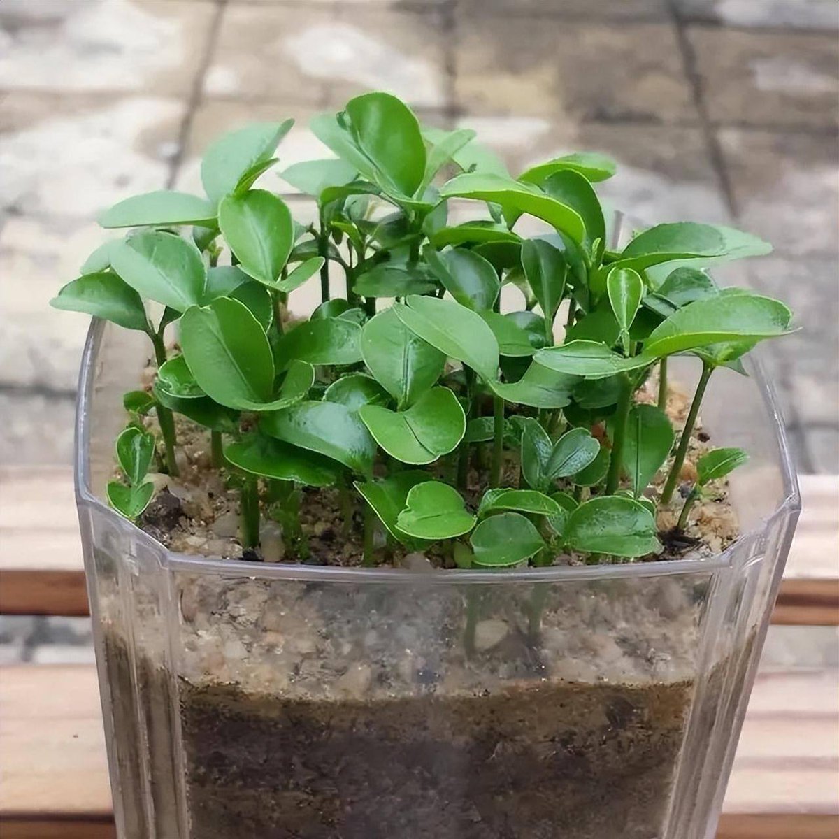 vitamin benefits tweet media