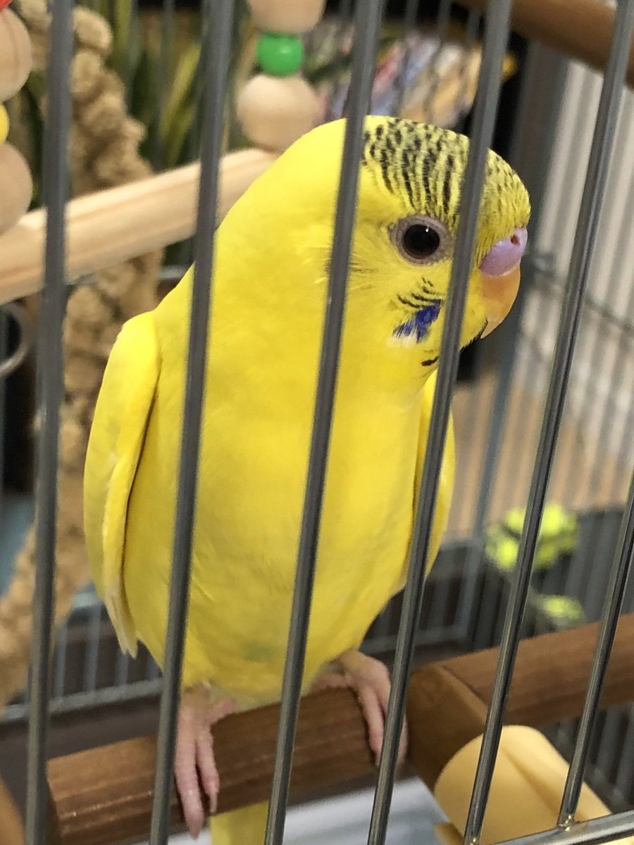 おかかちゃん🐤💨 tweet media