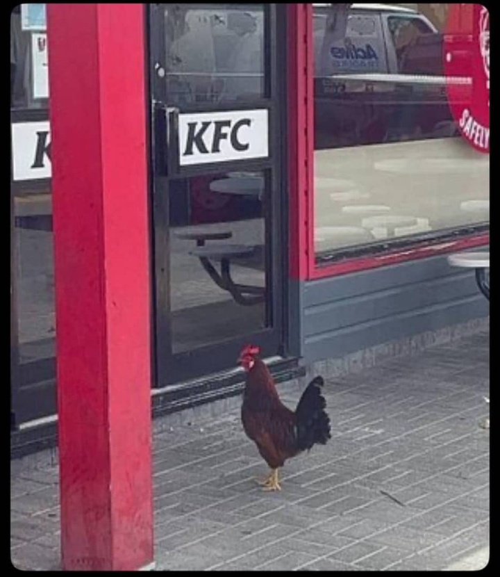 KING OBI tweet media