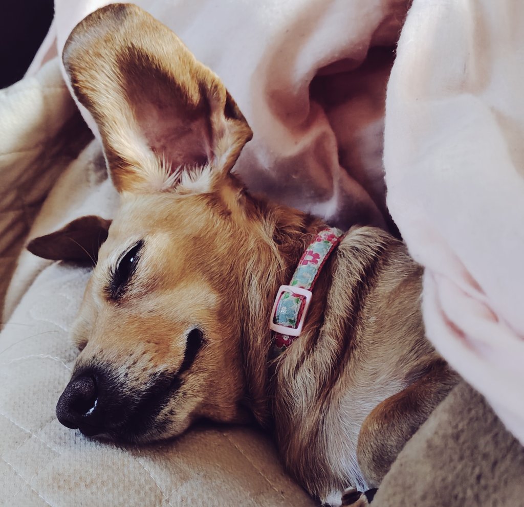 とろろ tweet media