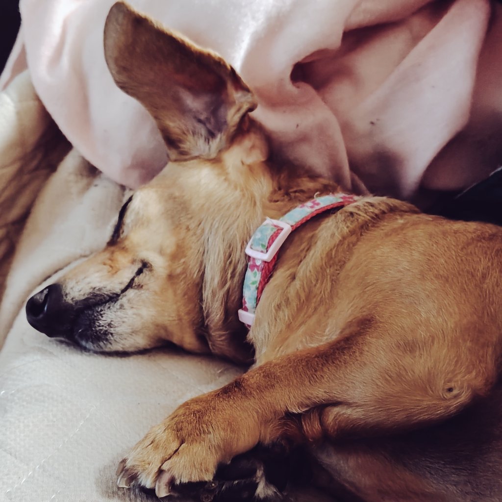 とろろ tweet media