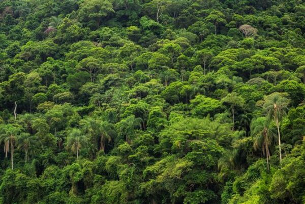 jules_tuyizere's tweet photo. Natural forests support stronger biodiversity than monoculture plantations.
Protect natural ecosystems.
#NaturalForests #ForestIsLife https://t.co/ctA3woCNGk