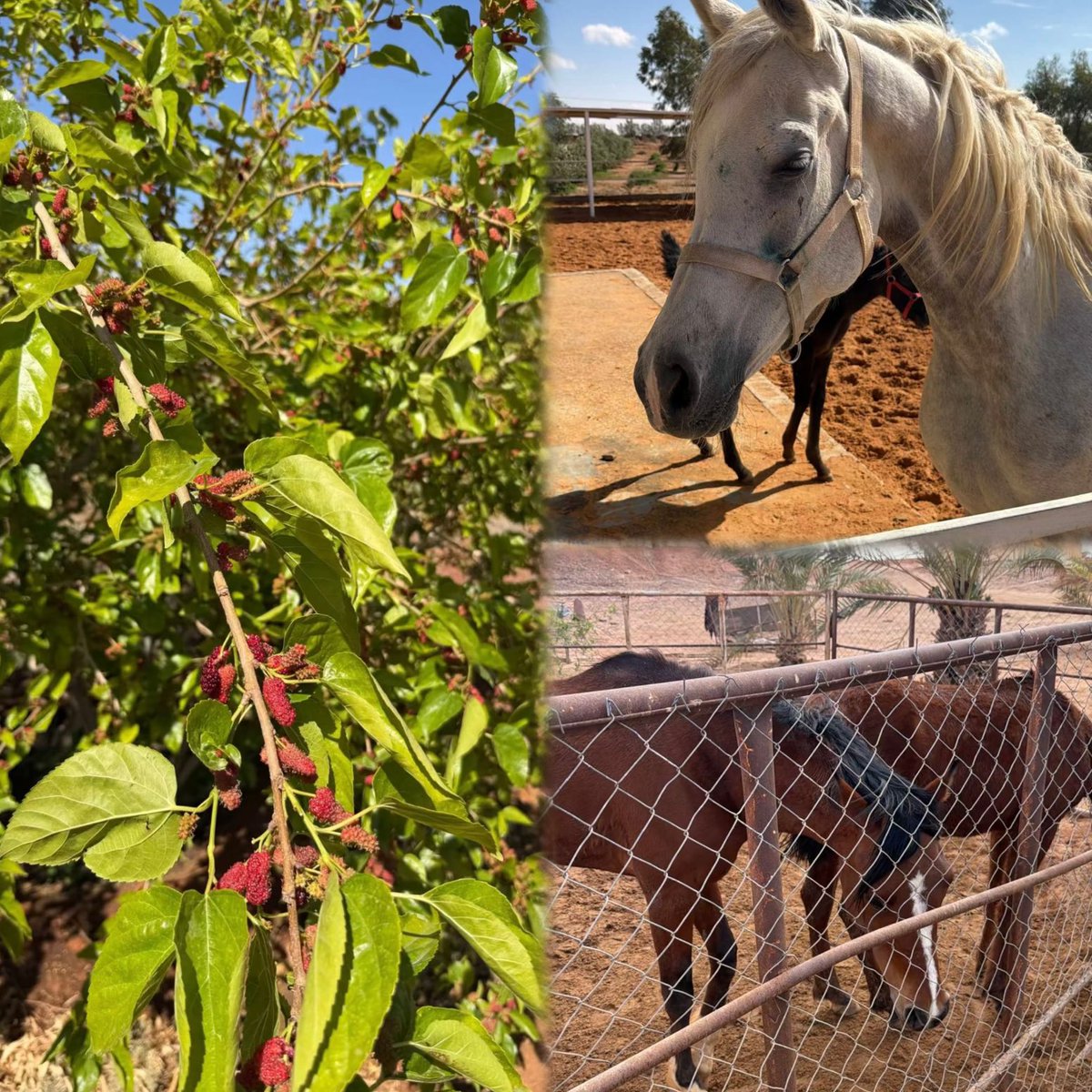 الكاتبة | سَاره tweet media