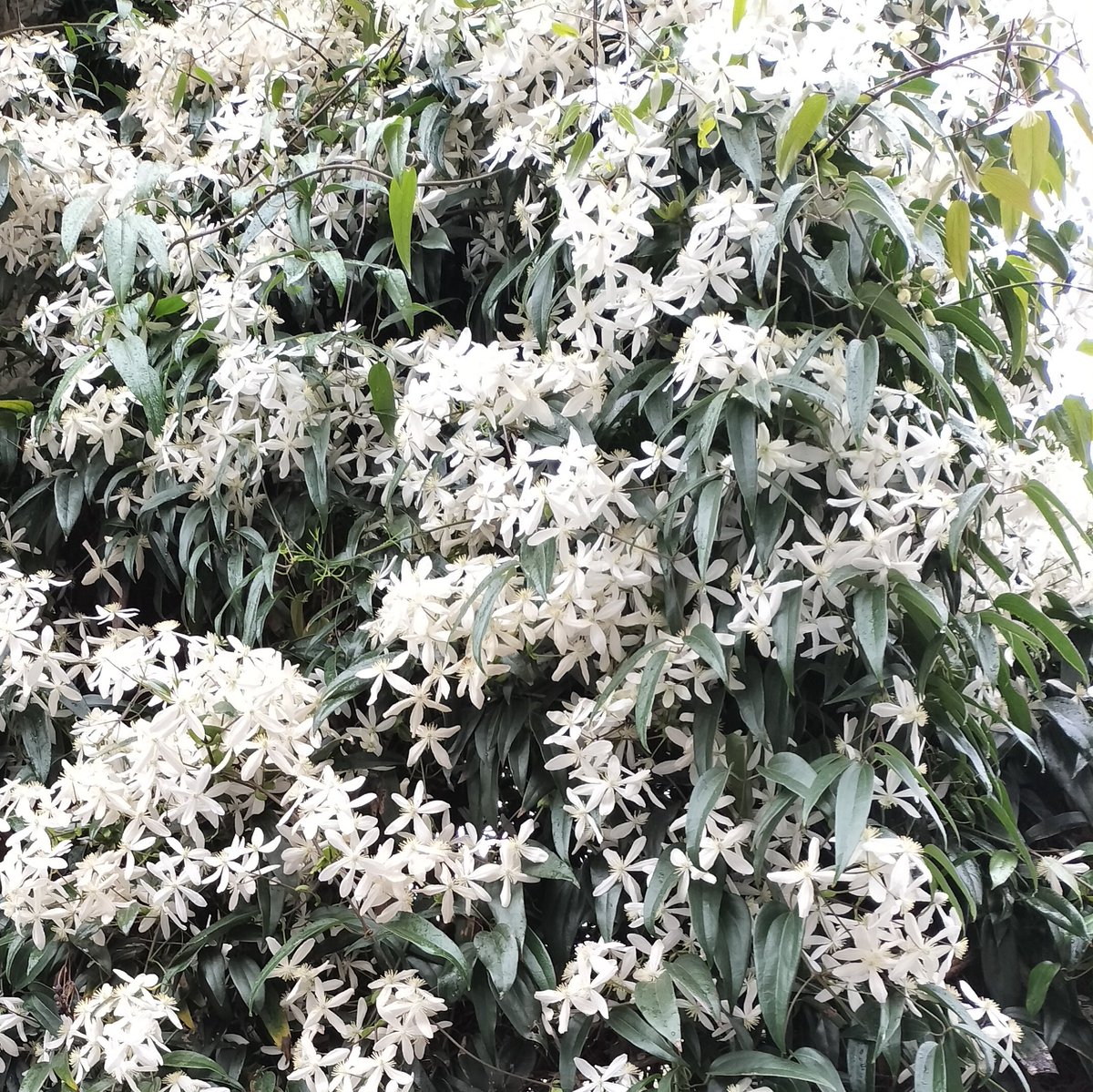 あるまる tweet media