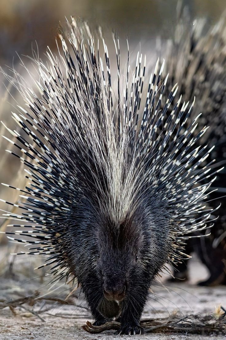 Instytut Stworków, Potworków i Przytulasków tweet media